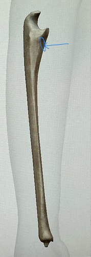 term image