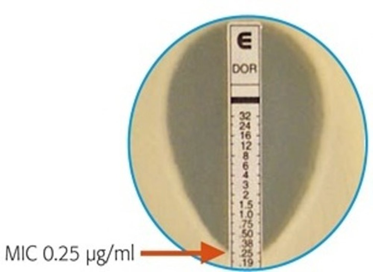 <p>- no need for dilutions, reduces time to determine effectiveness</p><p>- the MIC is the point at which the elliptical zone of inhibition intersects with the strip</p>