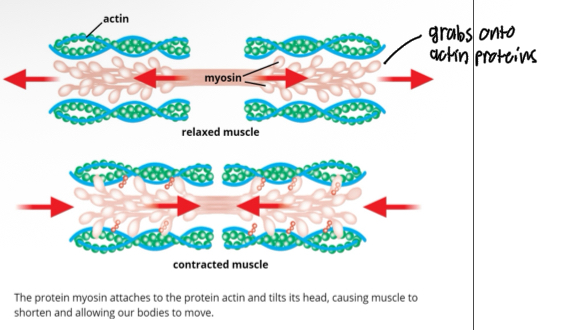 <ul><li><p>Myosin and actin are proteins found in muscle</p></li><li><p>When myosin proteins attach to actin proteins and kink their heads, muscle contraction occurs</p></li></ul><p>– Allows our bodies to produce movement</p>