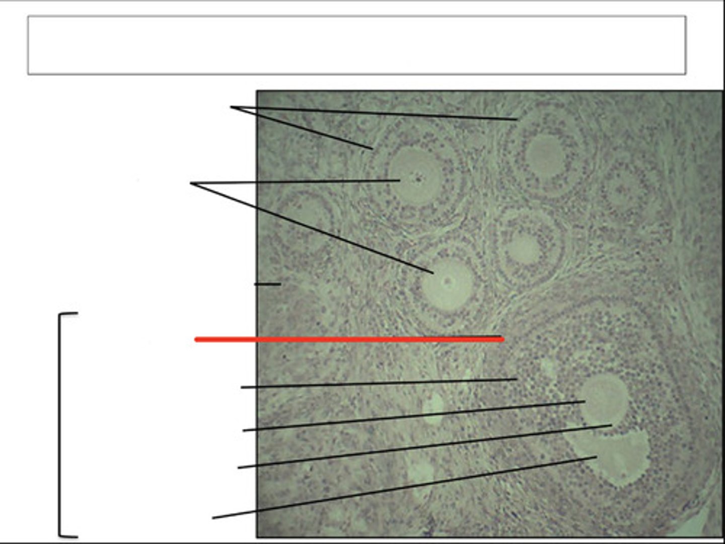 <p>identify this cell type and organ</p>