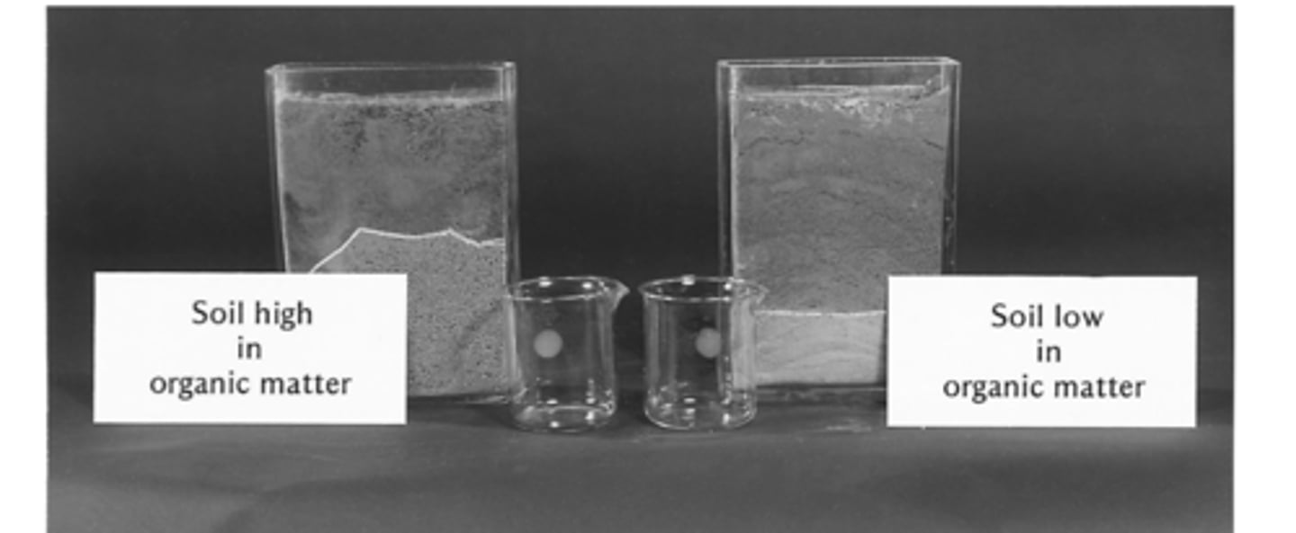 <p>Soil with more organic matter has a greater water holding capacity, creating favorable conditions for plants and animals because its easier for roots to grow and for microbes to function</p>