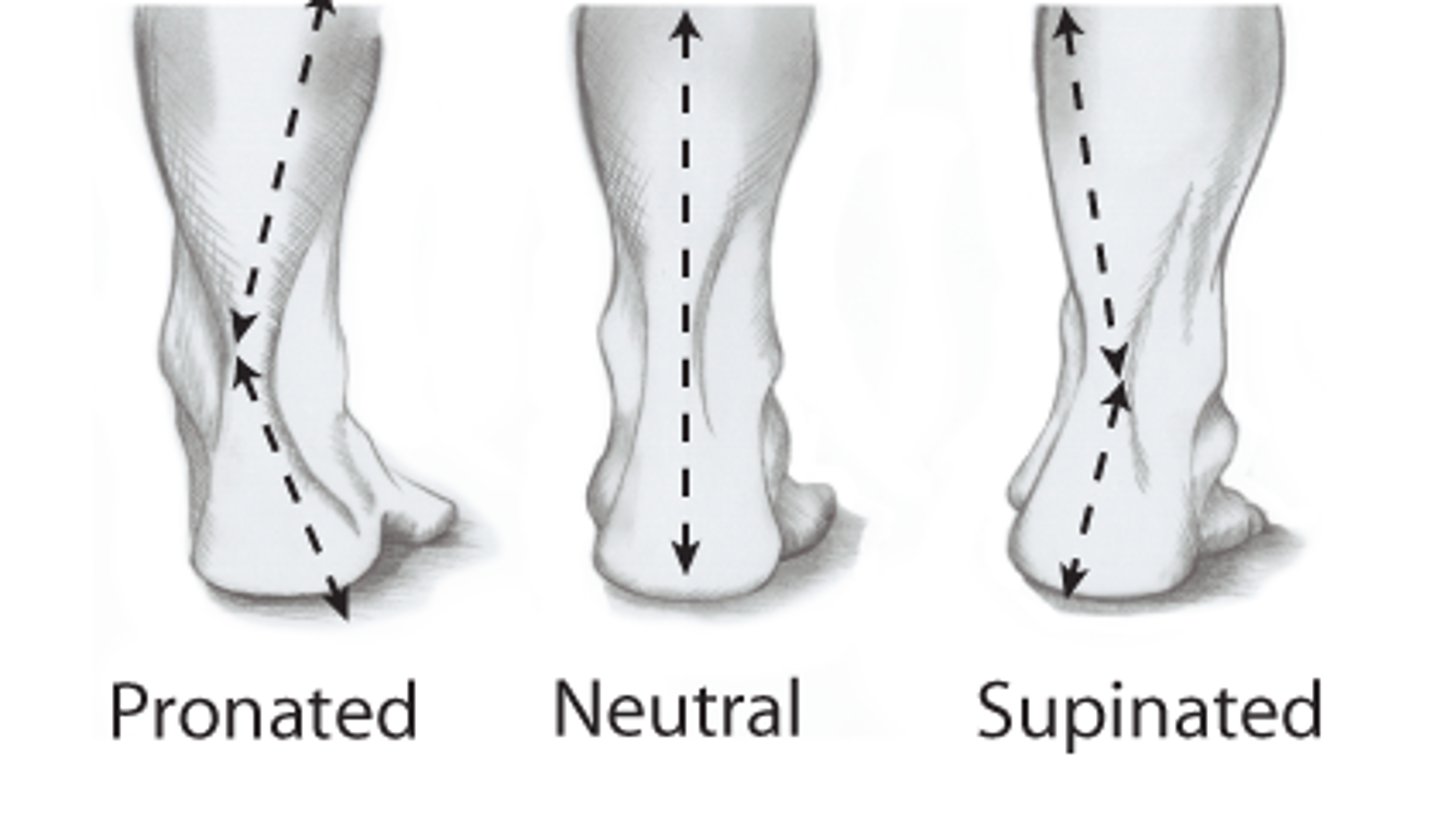 <p>outward roll, ankle joint pushing out</p>