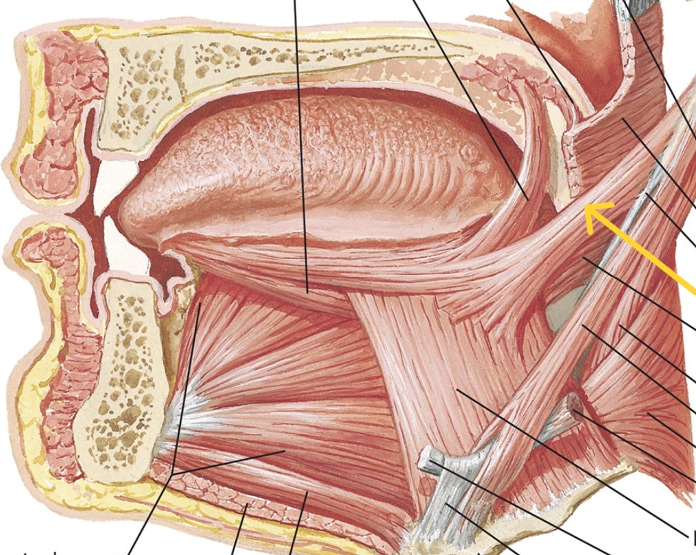 <p>Which muscle of the tongue is:</p><ul><li><p>Attach to styloid</p></li><li><p>Action: retract tongue - elevate sides</p></li><li><p>Nerve: <span style="color: yellow;">CN XII</span></p></li></ul><p></p>