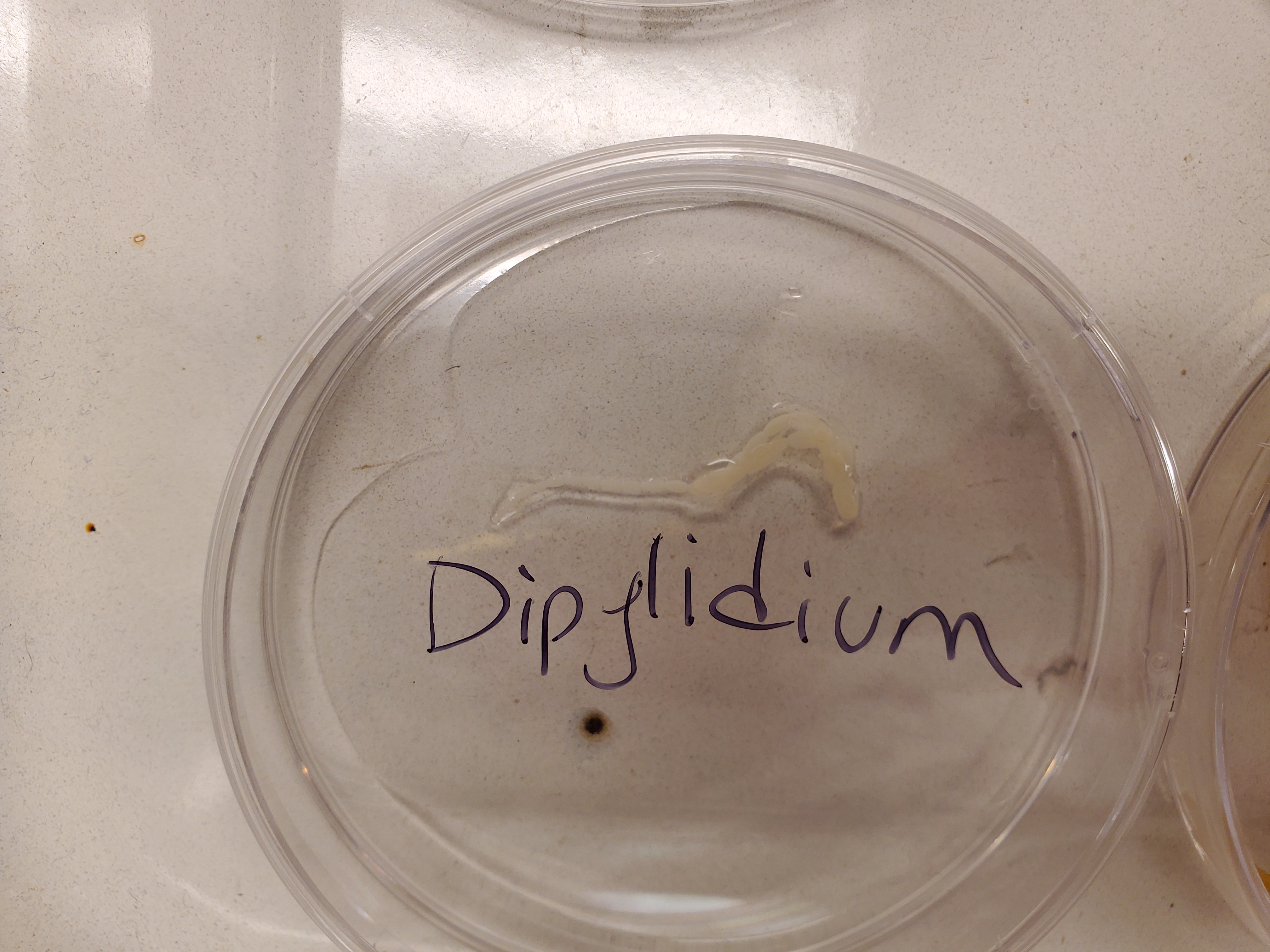 <p>Dipylidium</p>