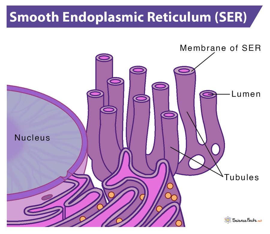 <p>detoxification of cell and lipid synthesis</p>