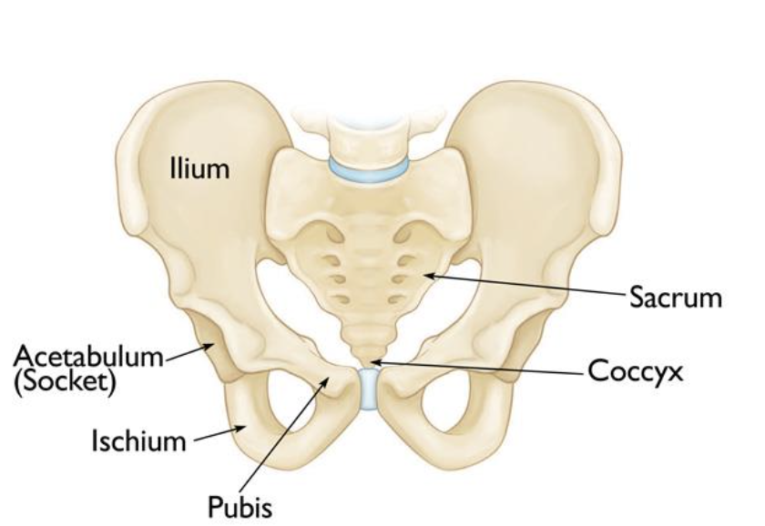 Ilium

Acetabulum

Ischium

Pubis

Coccyx

Sacrum 