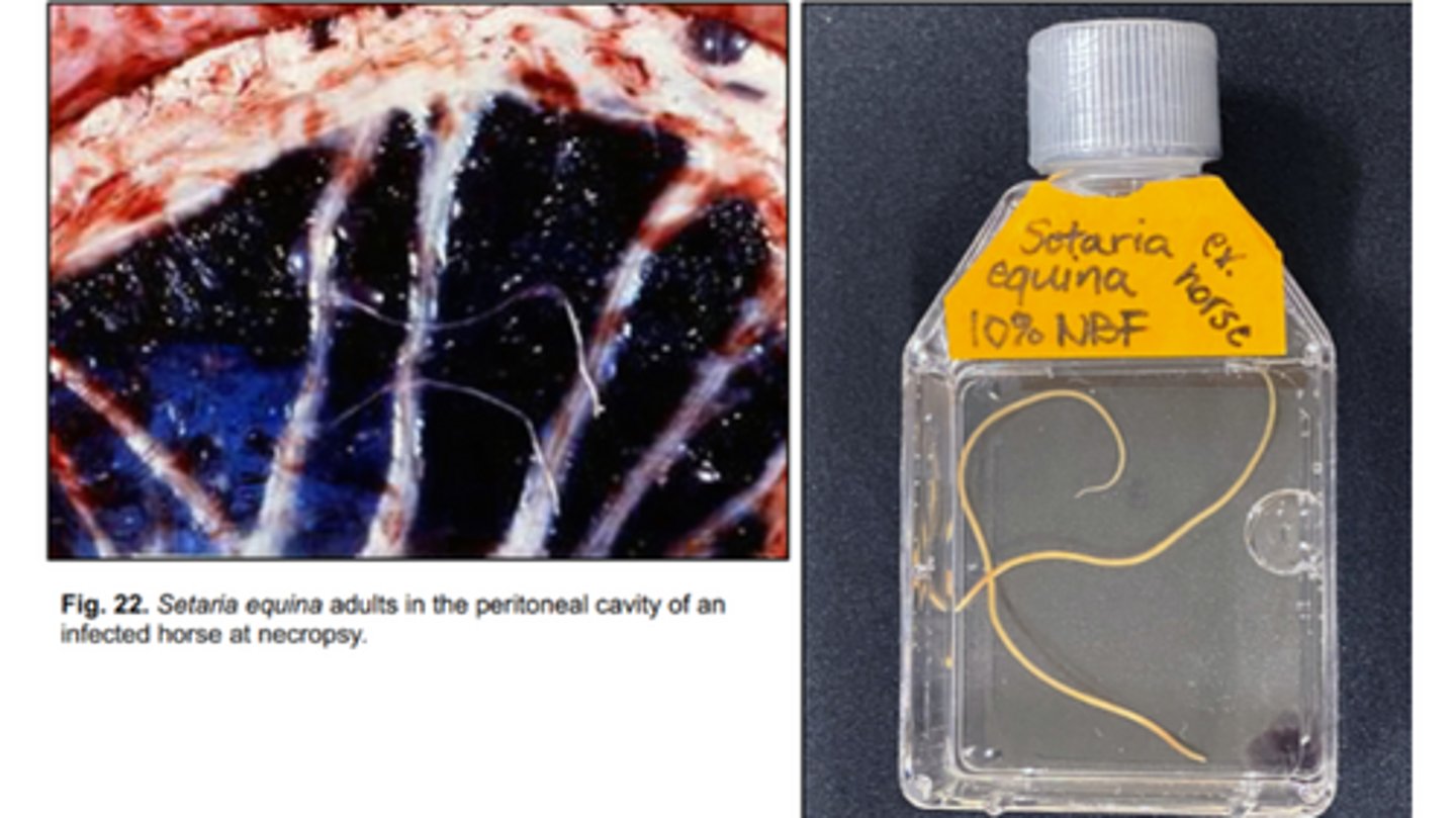 <p>Nonpathogenic filariid that infects equids (DH) with mosquitoes (IH)</p><p>-Adults are large, long, & white that are found in the peritoneal cavity & pleural cavity</p><p>-Microfilariae are shed by adult females & found in the blood</p>