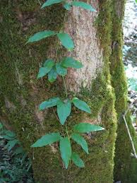 <p>flowering vine, modified leaflet, Alternate, pinnately compound with 3-5 leaflets, entire margins</p>