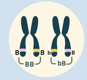 <p>One dominant and one recessive allele (Bb)</p>