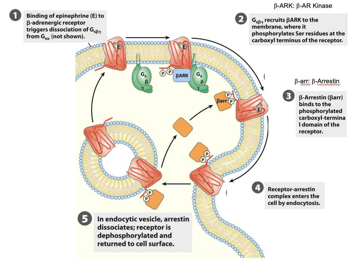 <ul><li><p>when epineprine is present continuously, β-adrenergic receptors respond less over time (desensitization, leading to a reduced cellular response)</p><ul><li><p>eg. chronic stress</p></li></ul></li></ul><p>Key proteins: </p><ul><li><p>β-adrenergic receptor kinase (βARK): phosphorylates receptor on C-terminal</p></li><li><p> β-arrestin: binds phosphorylated receptor → prevents further G-protein activation</p></li></ul><p></p>