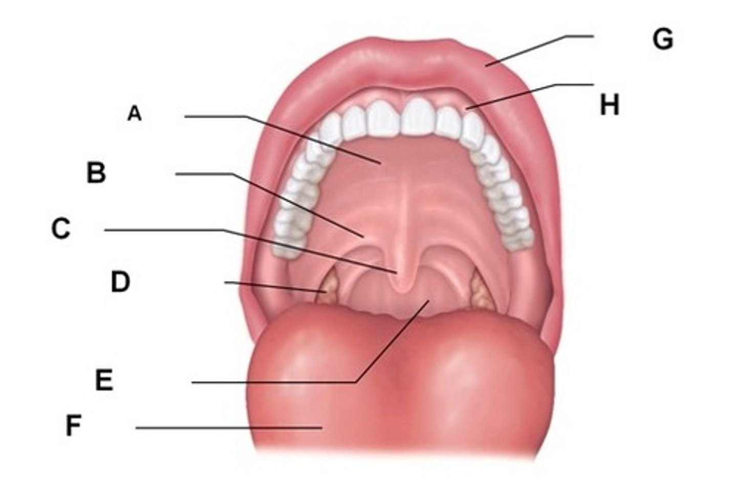 <p>B</p>