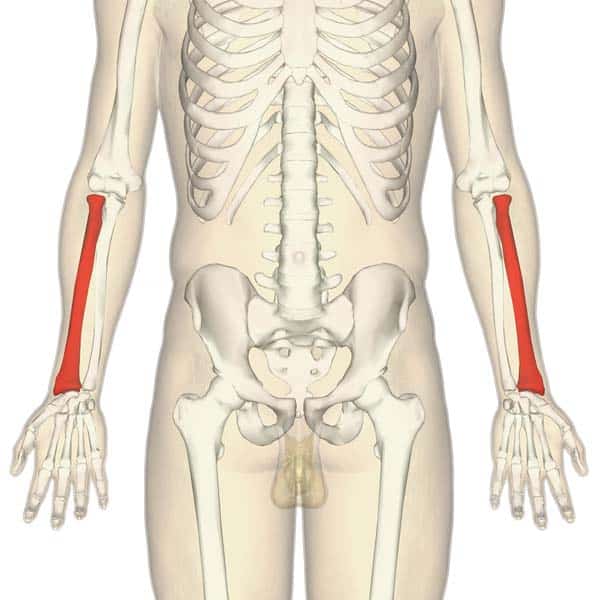 <p>what bone is this?</p>
