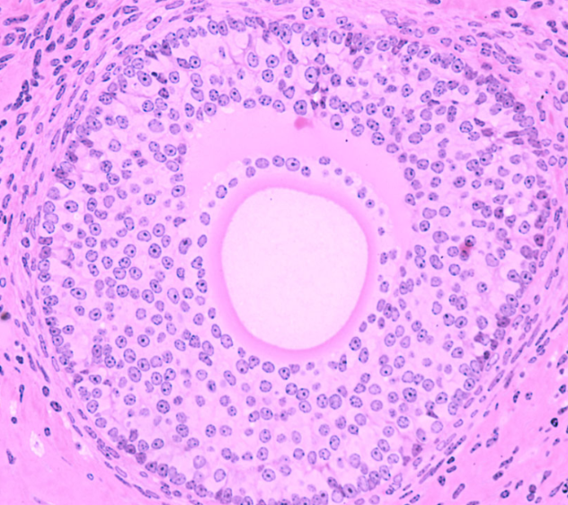 <p>stage of development and maturation</p>