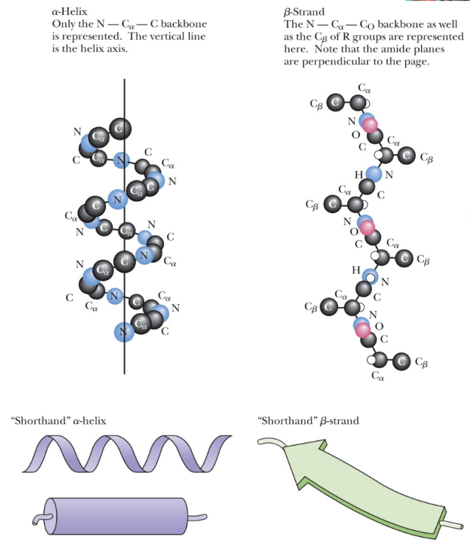 <p>α-helix </p><p>β-pleated strand</p>