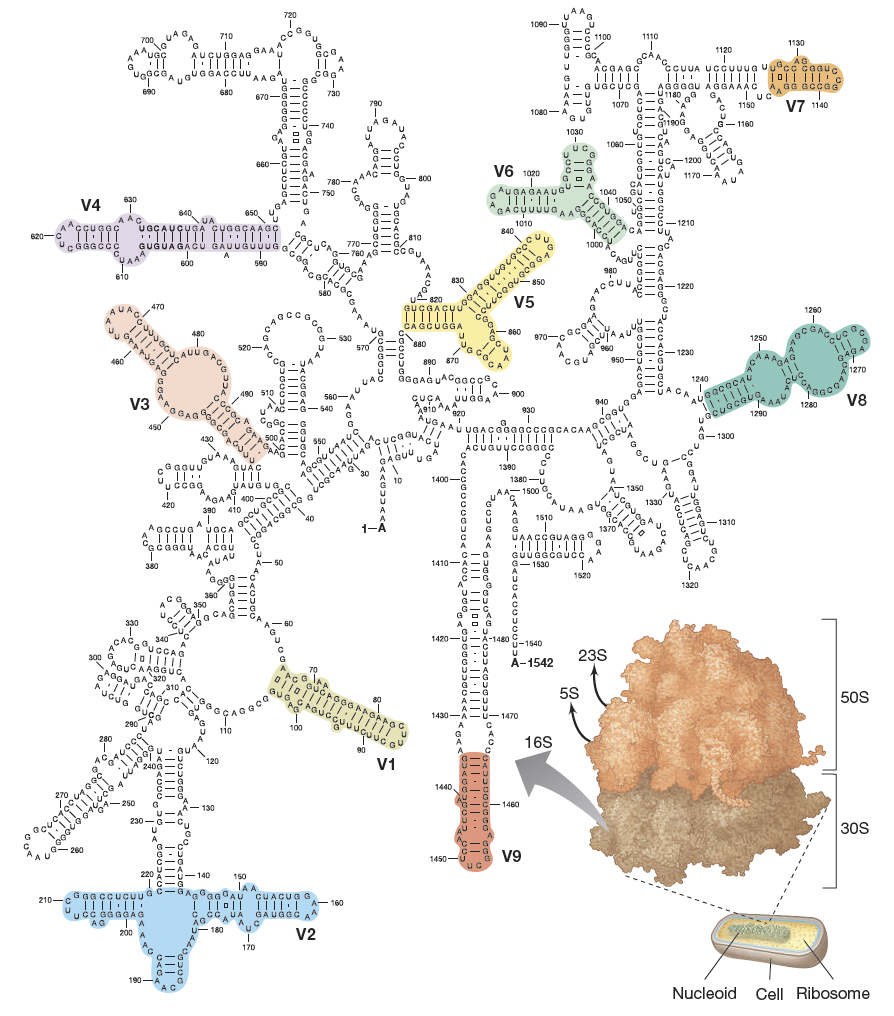 <ul><li><p><strong>Universally present in bacteria/archaea</strong></p></li><li><p>Contains <strong>conserved regions for primer binding</strong> and <strong>variable regions</strong> <strong>for discrimination</strong></p></li><li><p><strong>Large, stable, slow-evolving structure</strong></p></li><li><p>Supported by extensive databases (RDP - ribosomal database project)</p></li></ul><p></p>