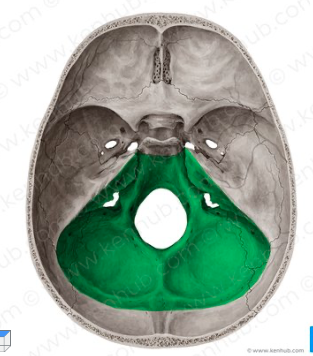 <p><strong>limita anteriormente </strong>con el limite posterior de la fosa media</p><p class="has-focus"><strong>limita posteriormente </strong>con el plano imaginario horizontal que pasa a traves de la protuberancia occipital interna y el canal del seno lateral de cada lado</p>