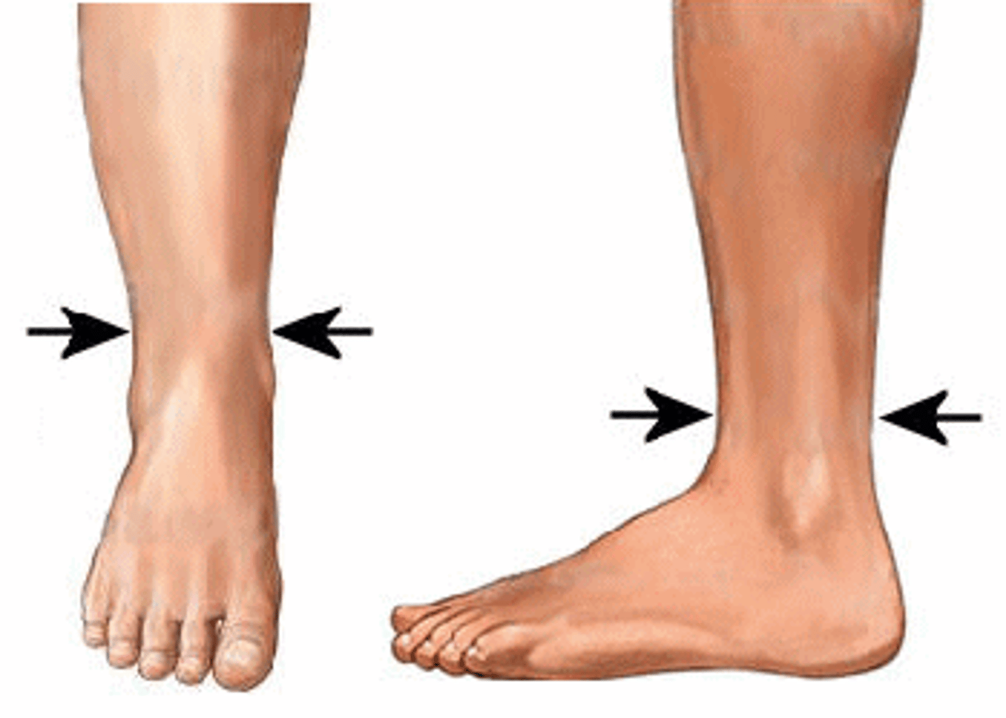 <p>ankle</p>