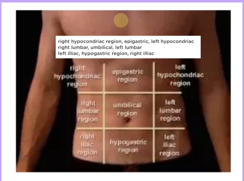 <p>right hypochondriac | epigastric | left hypochondriac</p><p>right lumbar | umbilical | left lumbar</p><p>right iliac | hypogastric | left iliac</p>