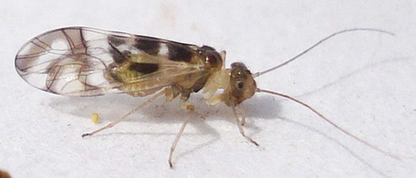 <p>prominent head, threadlike antennae, thin "neck", HW smaller than FW, FW not heavily veined</p>