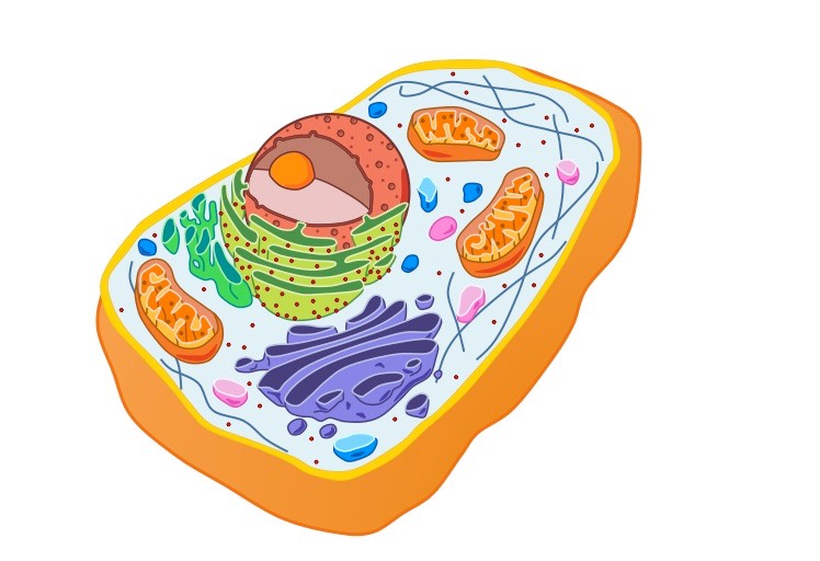 Which of the following conclusions could you draw about the cell shown in figure 7-1?