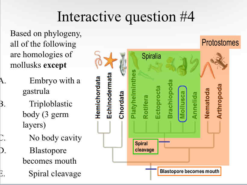<p>Practice Question (Mollusks) - Based on phylogeny, all of the following are homologies of mollusks <strong>except</strong></p>