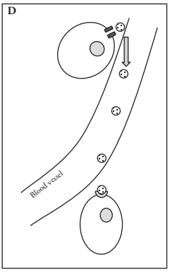 <p>Endocrine Signaling </p>