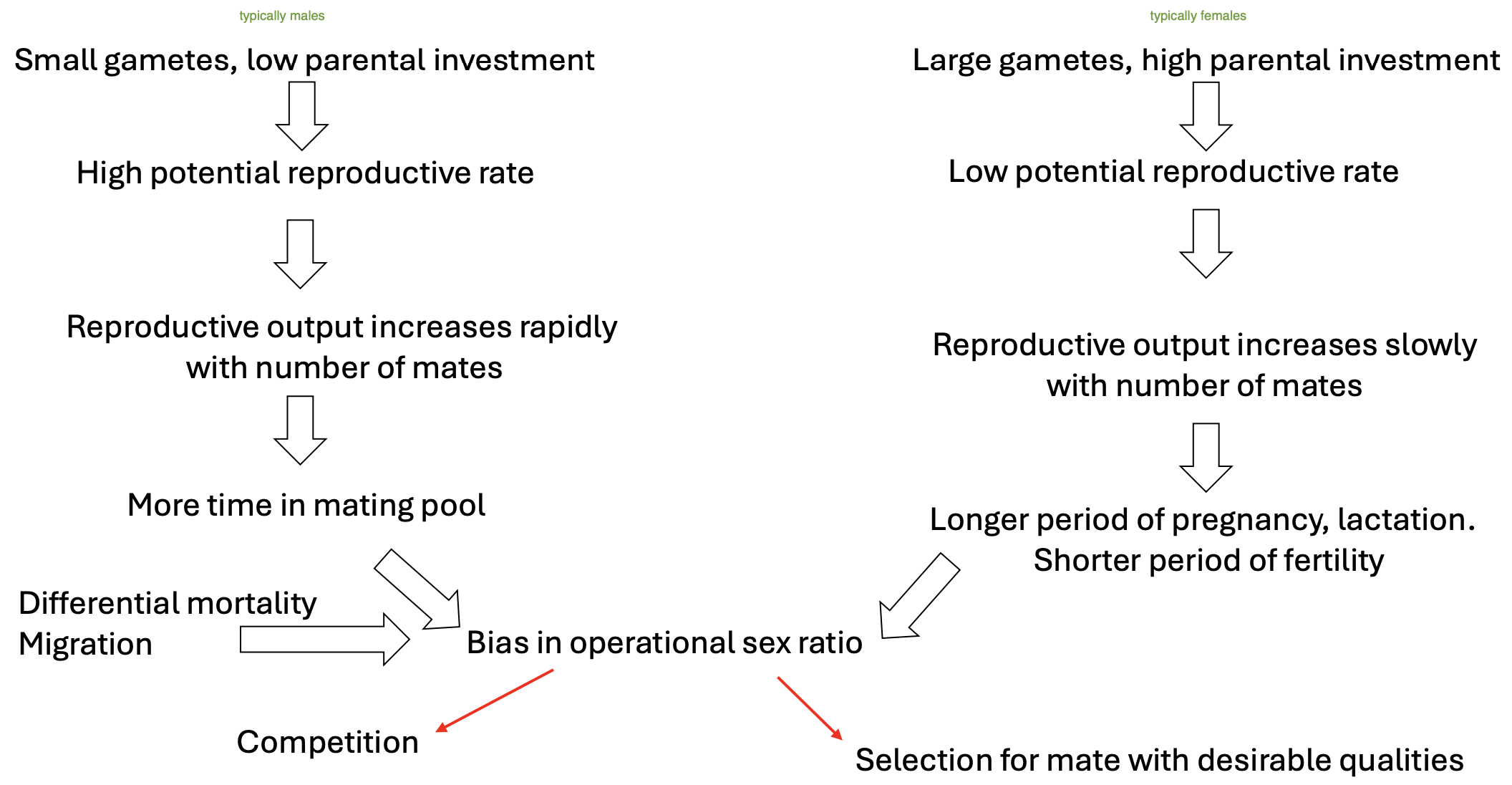 <p>Males generally have greater reproductive success the more mates they have.</p><p>Males also generally spend more time in the mating pool (either mature earlier or ‘retire’ later than females).</p><p>Yet they also have a higher mortality and migration rate which has an impact on the operational sex ratio.</p>