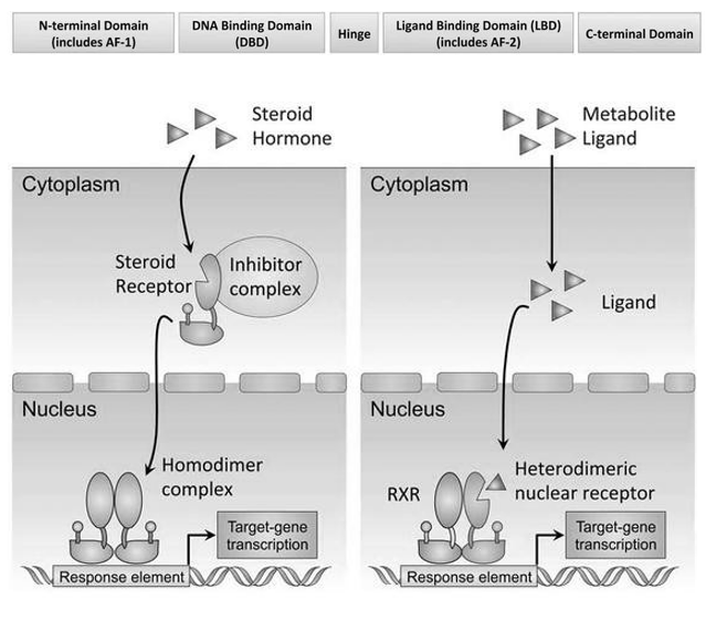 <p>Eiwitten die (evt. na (on)rechtstreekse translocatie naar celkern, nl. DNA) <strong>rechtstreeks </strong>kunnen <strong>binden </strong>op responsieve element van <strong>DNA </strong>& fungeren als transcriptiefactoren</p><ul><li><p>sterke impact op functies van cellen & weefsel (geslachts-, stresshormonen)</p></li></ul><p></p>
