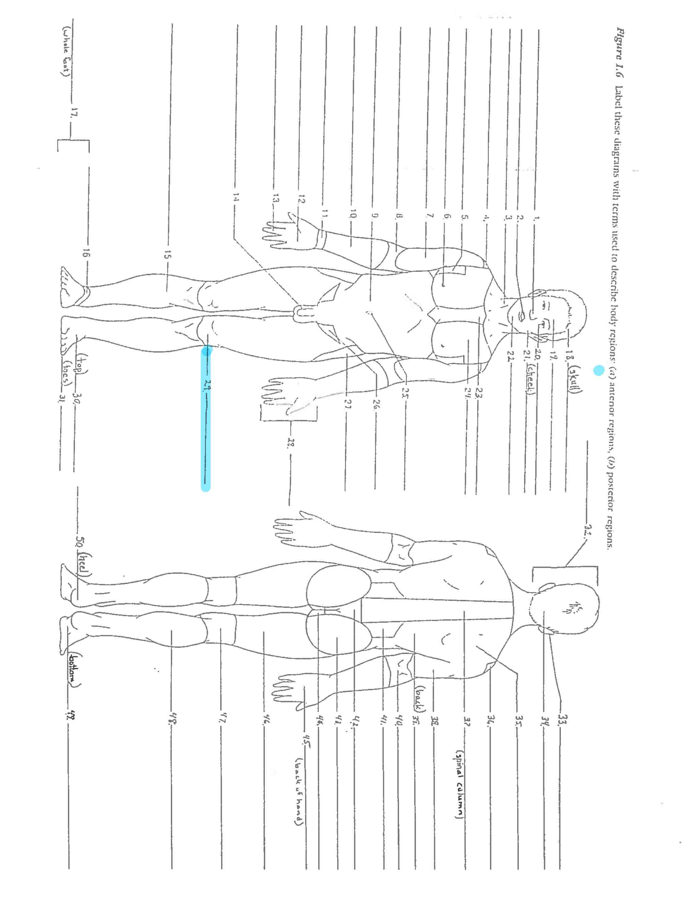 <p>Line 29 </p>