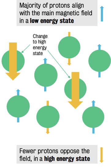 Proton alignment in strong magnetic field