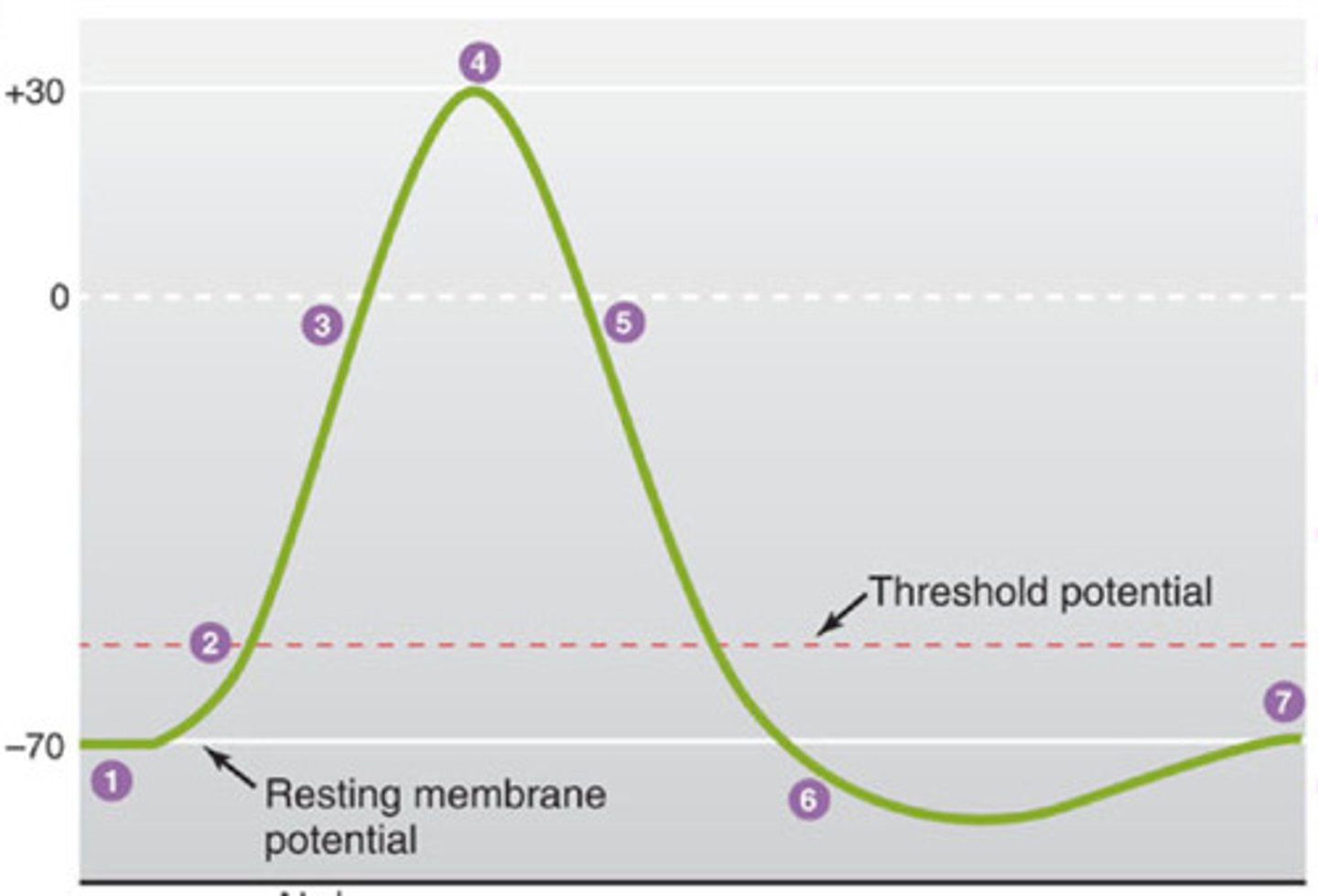 <p>after neuron is fired it must get back to resting potential by this process</p>