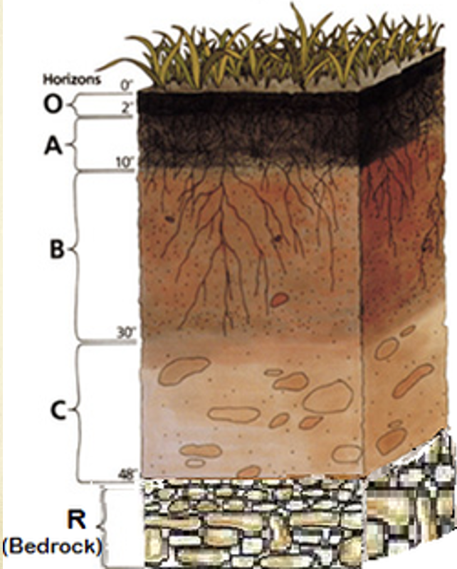 <ol><li><p>organic matter (<span>layer of plant residues in undecomposed form)</span></p></li><li><p>surface soil (<span>layer of mineral soil with most organic matter accumulation and&nbsp;soil life)</span></p></li><li><p>subsoil (<span>accumulates iron, clay, aluminum, and organic compounds - illuviation)</span></p></li><li><p>parent rock (layer of large unbroken rocks)</p></li><li><p>bedrock (layer <span>of partially weathered bedrock at the base of the soil profile)</span></p></li></ol>