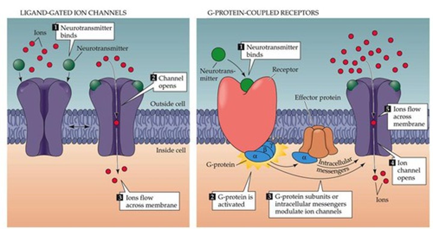 <p>Type of membrane receptor that has a region that can act as a "gate" when the receptor changes shape.</p>