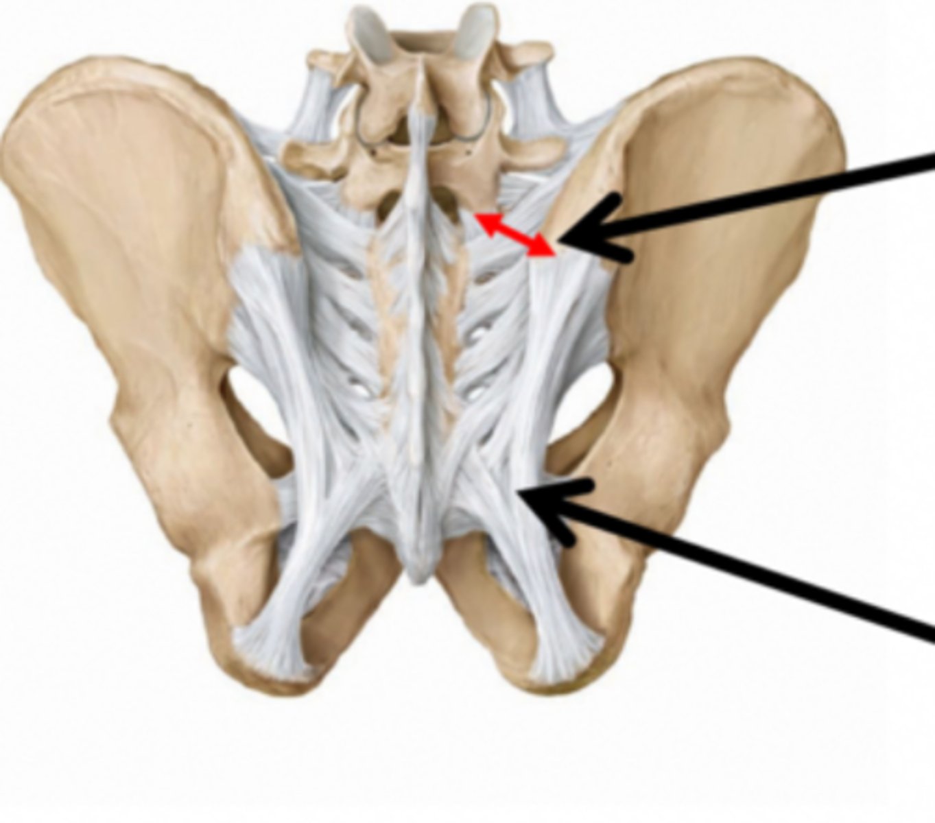 <p>Which 2 structures are palpated to assess sacral rotation?</p>