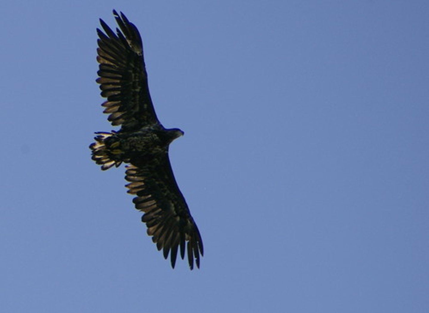<p>en fågel</p>