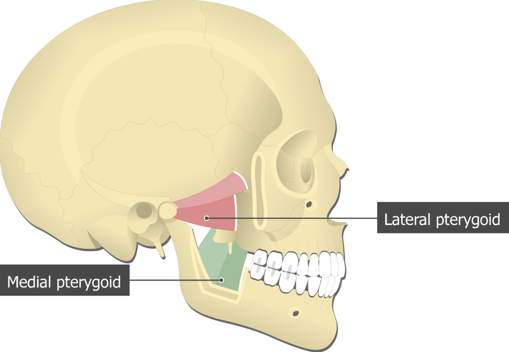 <p>C. Cơ chân bướm ngoài</p><p><span style="color: purple"><em>(lateral pterygoid muscle)</em></span></p>