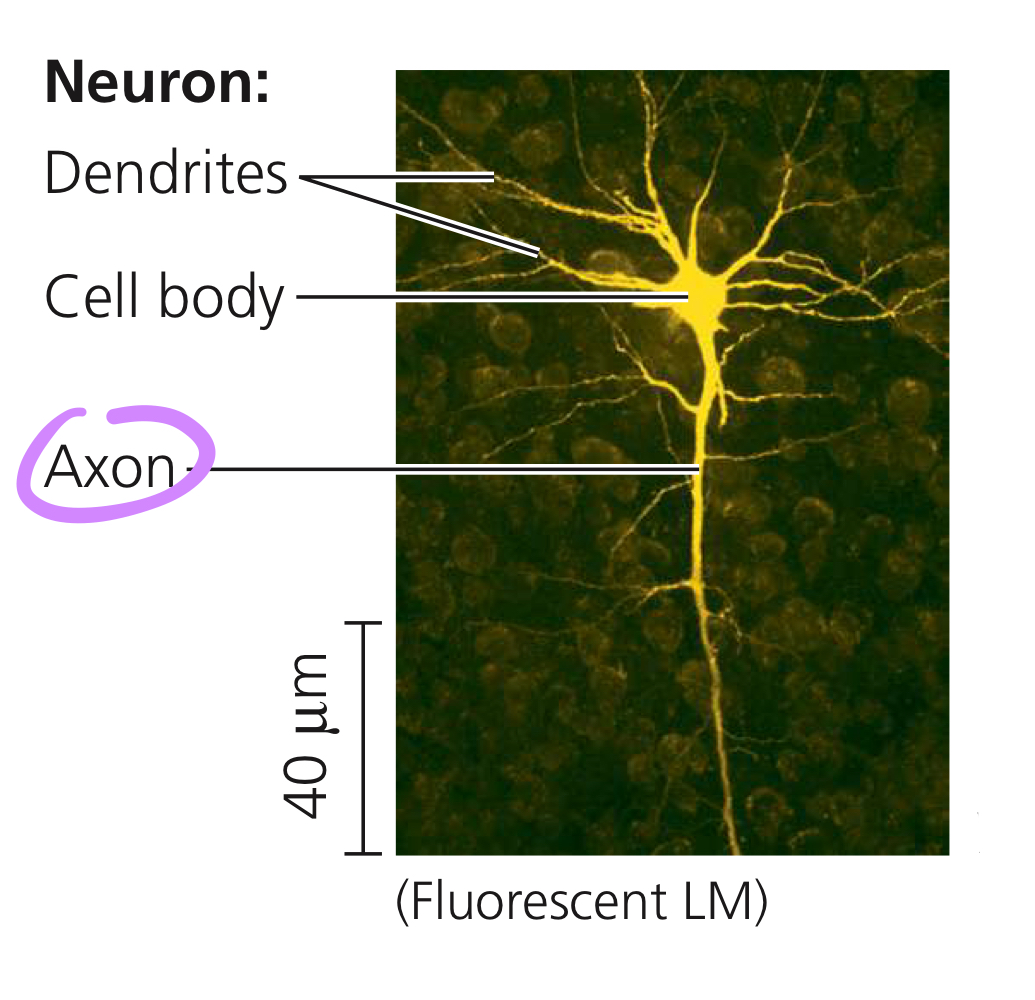 <p>Shipping “wires” carrying nerve impulses away from the cell body, often bundling into the nerves.</p>