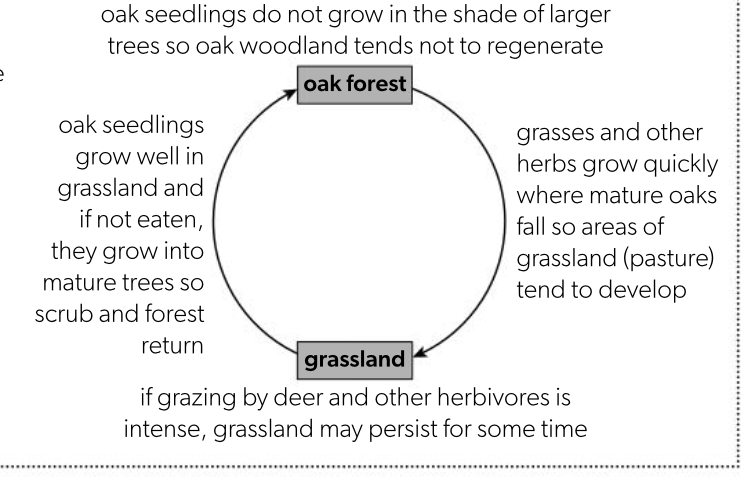 <ul><li><p>some ecosystems are characterised by cycles of change rather than a stable climax </p></li><li><p>in cyclical succession, species replace each other over time repeatedly</p></li><li><p>e.g Wood pasture in northwest europe</p></li></ul><p></p>