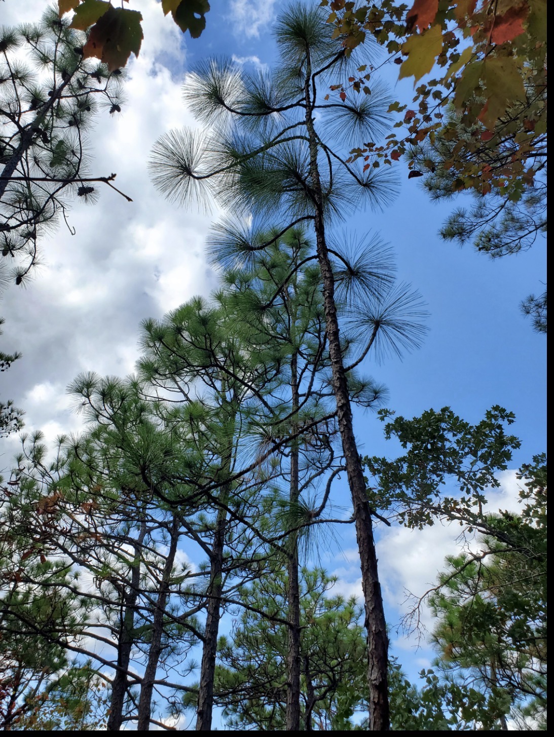 <p>longleaf pine </p>