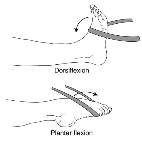 <p>Dorsiflexion is the upward movement of the foot at the ankle joint, such as when you bring the top of your foot close to your shin.</p>