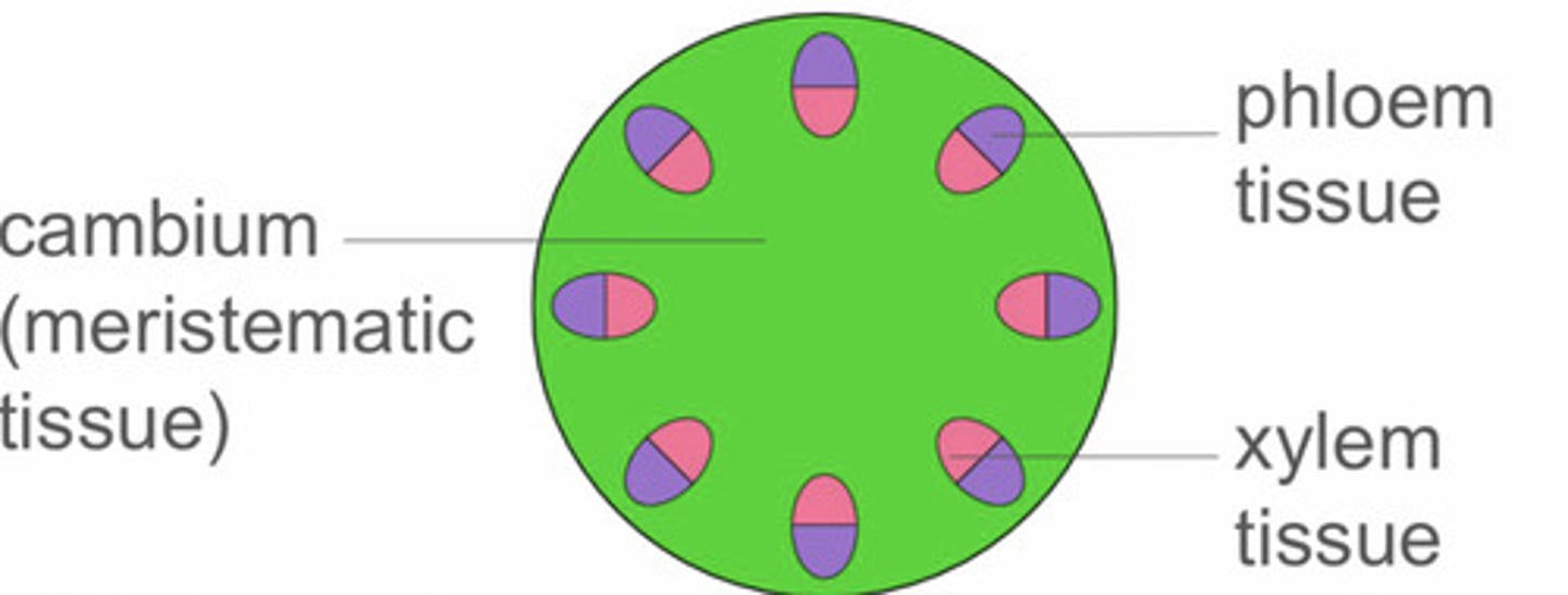 <p>phloem:</p><p>- The cells are living cells and are not hollow</p><p>- Substances move from cell to cell through pores in the end walls of each cell</p><p>xylem:</p><p>- composed of dead cells which form hollow tubes</p><p>- Xylem cells are strengthened by lignin = adapted for the transport of water in the transpiration stream</p><p>structure (outside to center):</p><p>- root hair</p><p>- root cortex cells</p><p>- phloem tissue</p><p>- xylem tissues</p>