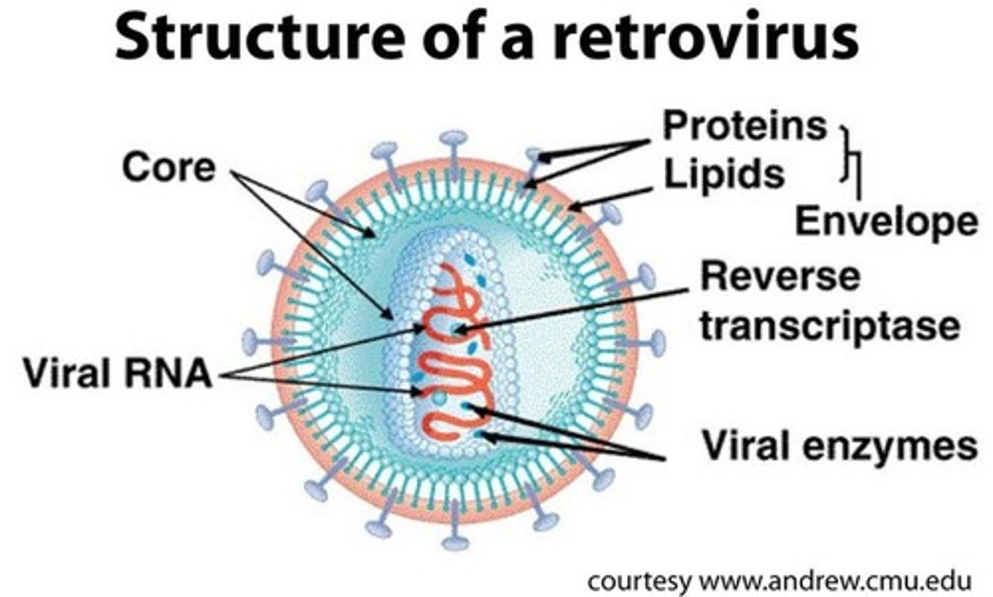 <p>(A) Enveloped, has ssRNA</p><p>A Retrovirus is enveloped and has ssRNA.</p>