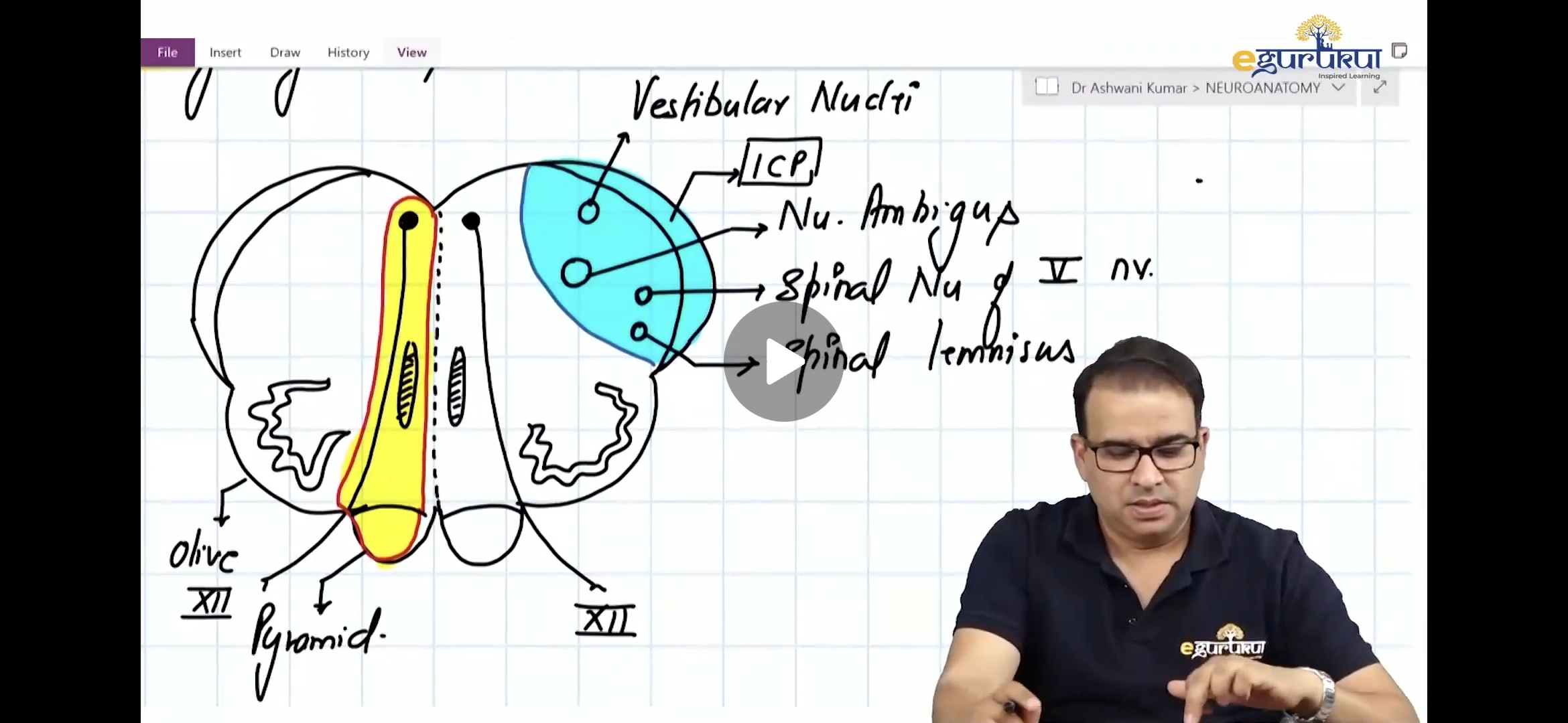<p>Medulla prob</p>