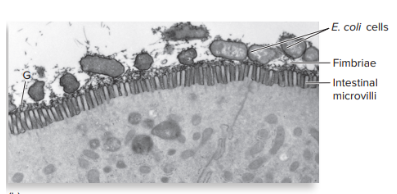 <ul><li><p>type of attachment or channel formation</p></li><li><p><span>Small, bristle-like fibers sprouting off the surface of many bacterial cells</span></p></li><li><p><span>Allow tight adhesion between fimbriae and</span><br><span>epithelial cells, allowing bacteria to colonize and</span><br><span>infect host tissues</span></p></li><li><p><span>Escherichia coli colonizes the intestine and begins its invasion of tissues by use of this adhesion</span></p></li><li><p><span>Mutant forms of these pathogens that lack fimbriae are unable to cause infections</span></p></li></ul><p></p>