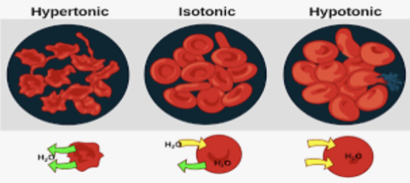 <ul><li><p>Support cell shape.</p></li><li><p>Protect from toxic substances.</p><ul><li><p>The membranes for gram negative and positive will work differently.</p></li></ul></li><li><p>Osmotic protection:</p><ul><li><p>Isotonic solution → happy cells.</p></li><li><p>Hypotonic solution → lysis; water moves in, more salt inside.</p></li><li><p>Hypertonic solution → plasmolysis; water leaves, more salt outside.</p></li></ul></li><li><p>Contribute to pathogenicity.</p><ul><li><p>LPS = endotoxin.</p><ul><li><p>Considered a mitogen.</p><ul><li><p>Non-specifically turns on immune cells.</p></li></ul></li></ul></li><li><p>Peptidoglycan.</p><ul><li><p>Activates complement.</p></li></ul></li></ul></li><li><p>Immune system recognition.</p><ul><li><p>Pathogen-associated molecular patterns (PAMPs).</p><ul><li><p>Only found on microbes.</p></li></ul></li><li><p>Recognized by pattern recognition receptors (PRRs).</p><ul><li><p>Results in a number of defense responses.</p></li></ul></li></ul></li><li><p>Target for antimicrobials.</p></li></ul>