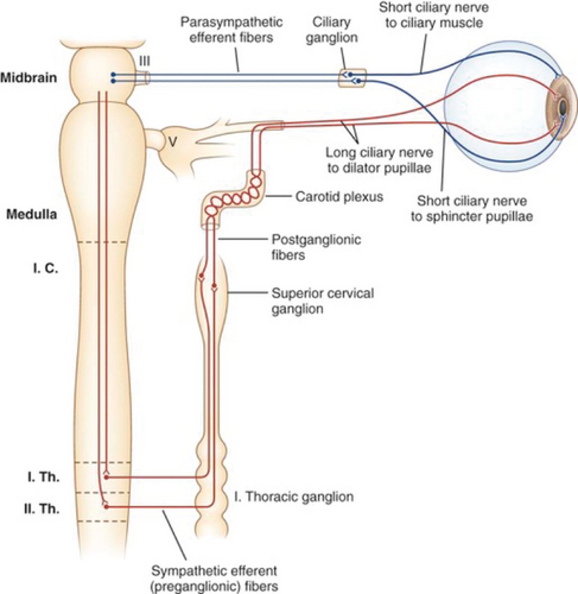 <p>Posterolateral hypothalamus</p>
