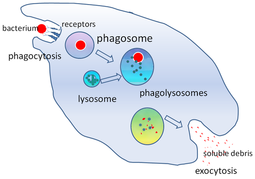 White blood cells can engulf bacteria when fighting infection.

Single celled organism like amoeba can engulf bacteria as a food source.