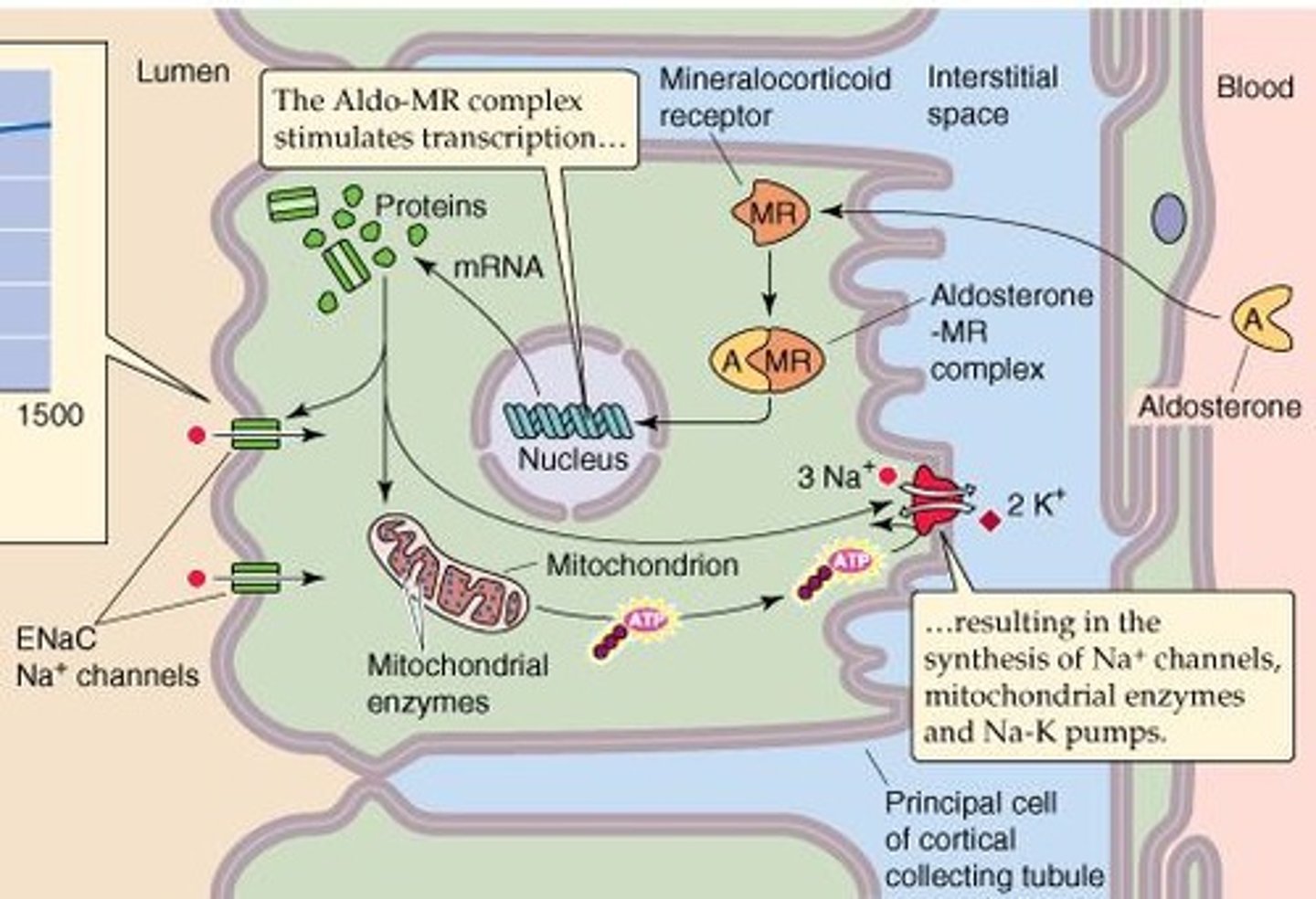 <p>Aldosterone is a steroid hormone produced in the adrenal cortex that increases sodium reabsorption in the kidneys.</p>