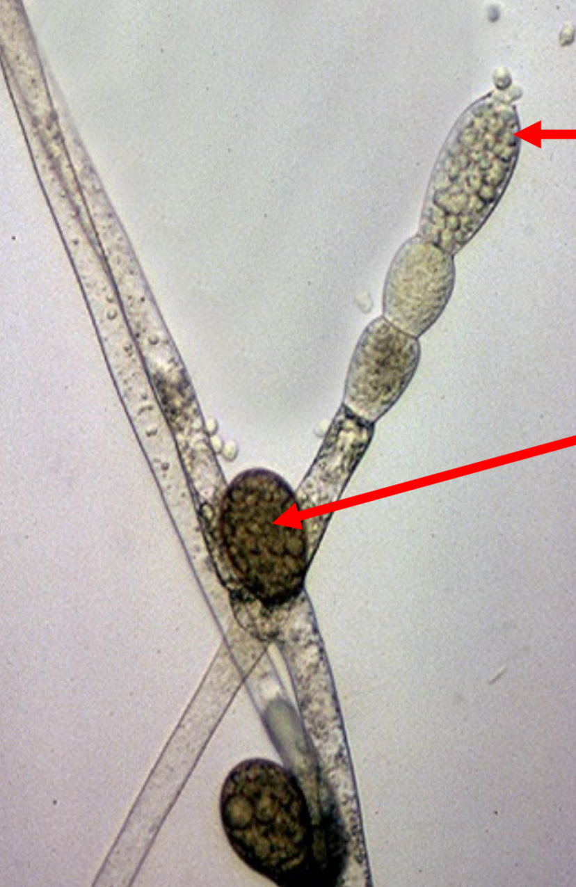 <p>What is this and what is its ploidy</p>