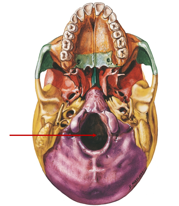 <p>Big hole, spinal cord runs through</p>